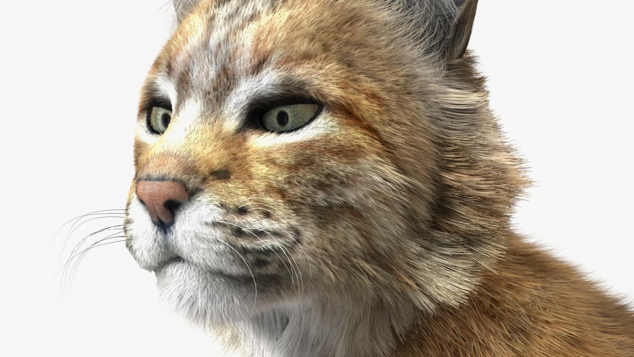 3D Red Lynx Lying Fur model