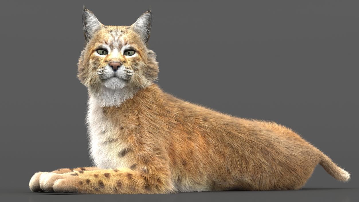 3D Red Lynx Lying Fur model