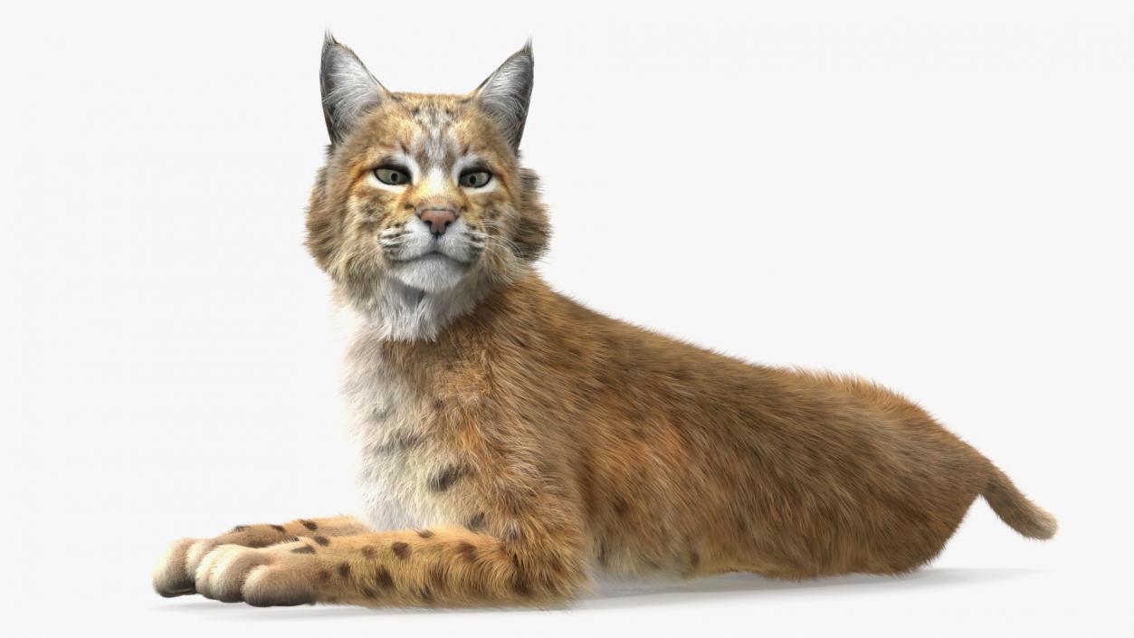 3D Red Lynx Lying Fur model