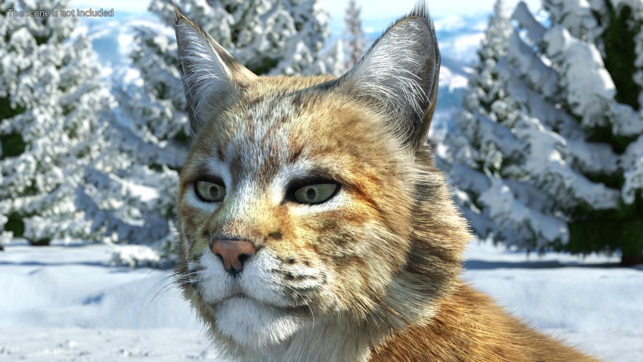 3D Red Lynx Lying Fur model