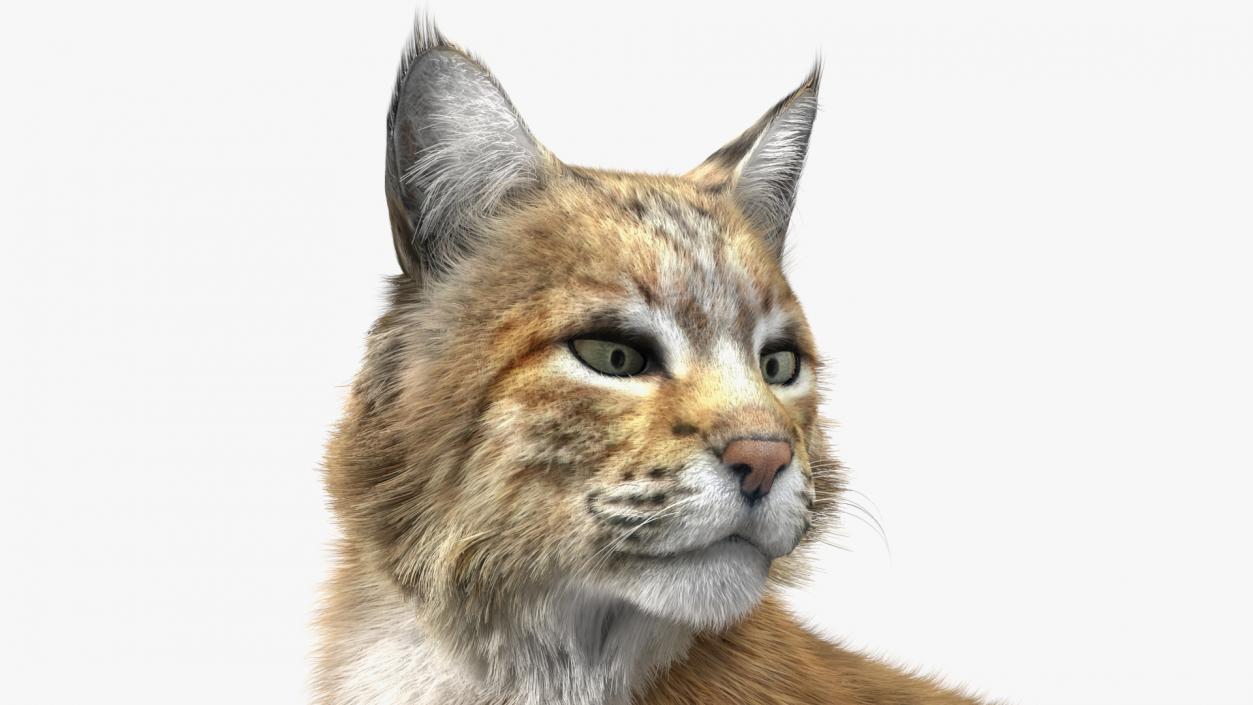 3D Red Lynx Lying Fur model