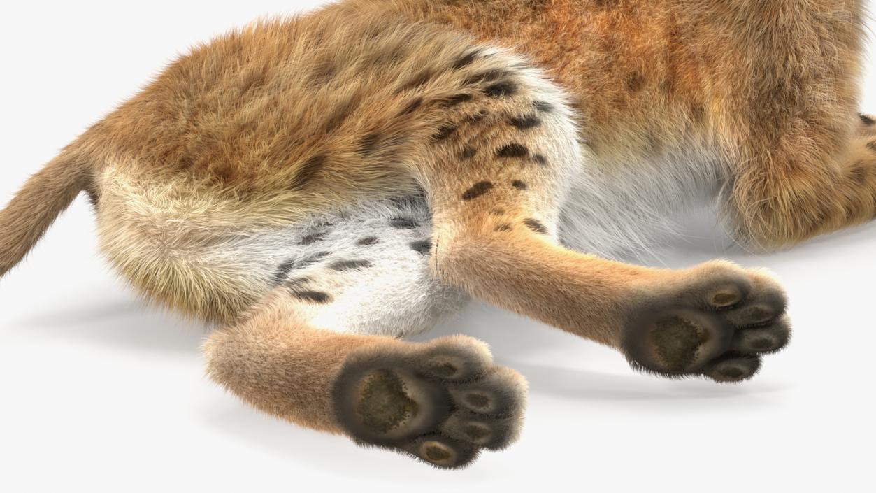 3D Red Lynx Lying Fur model