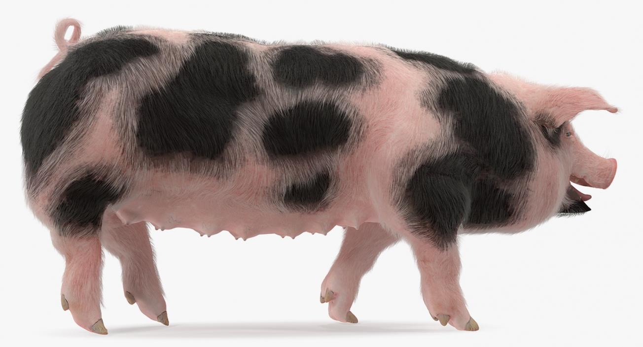 3D Pig Sow Peitrain Walking Pose with Fur model