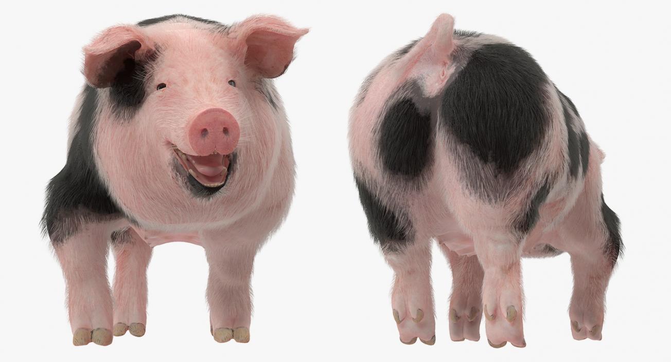 3D Pig Sow Peitrain Walking Pose with Fur model