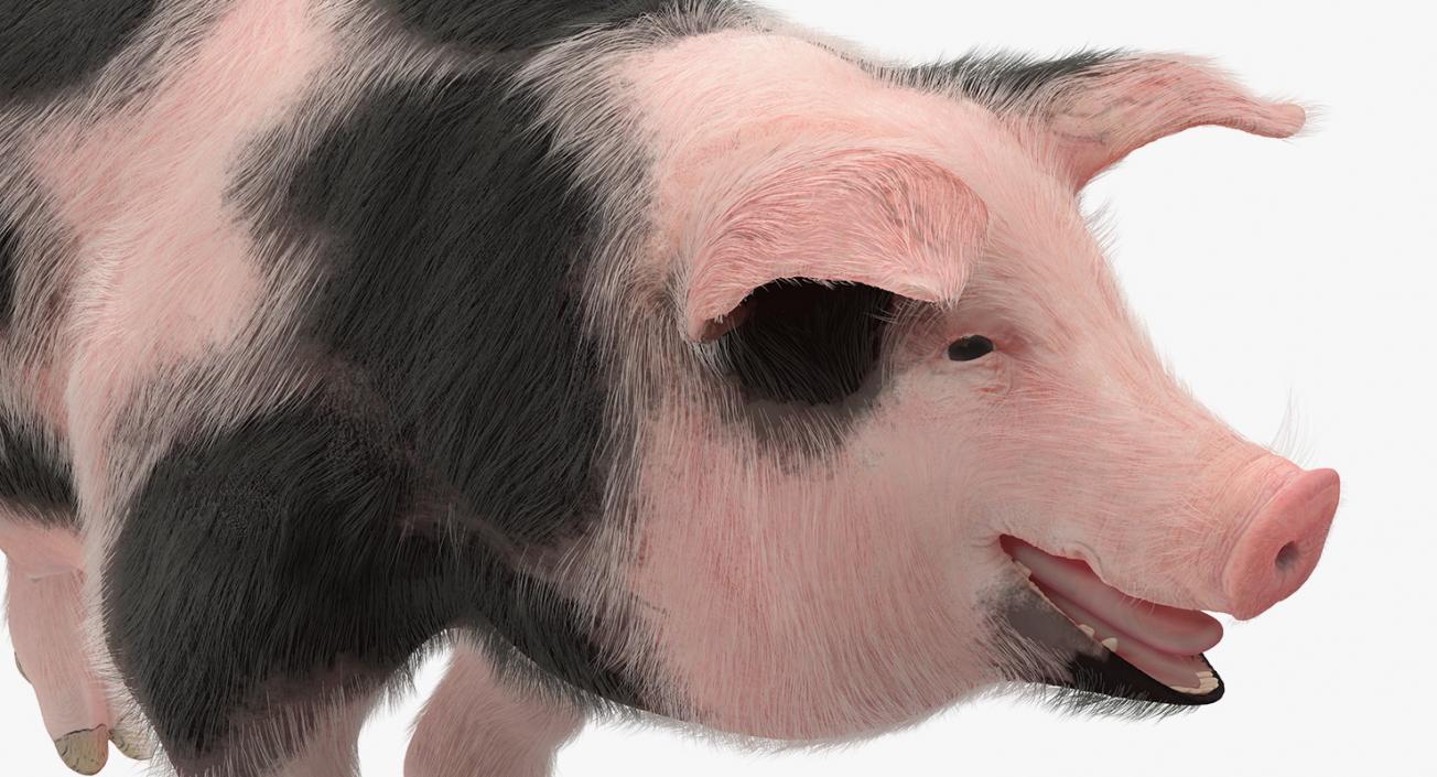 3D Pig Sow Peitrain Walking Pose with Fur model