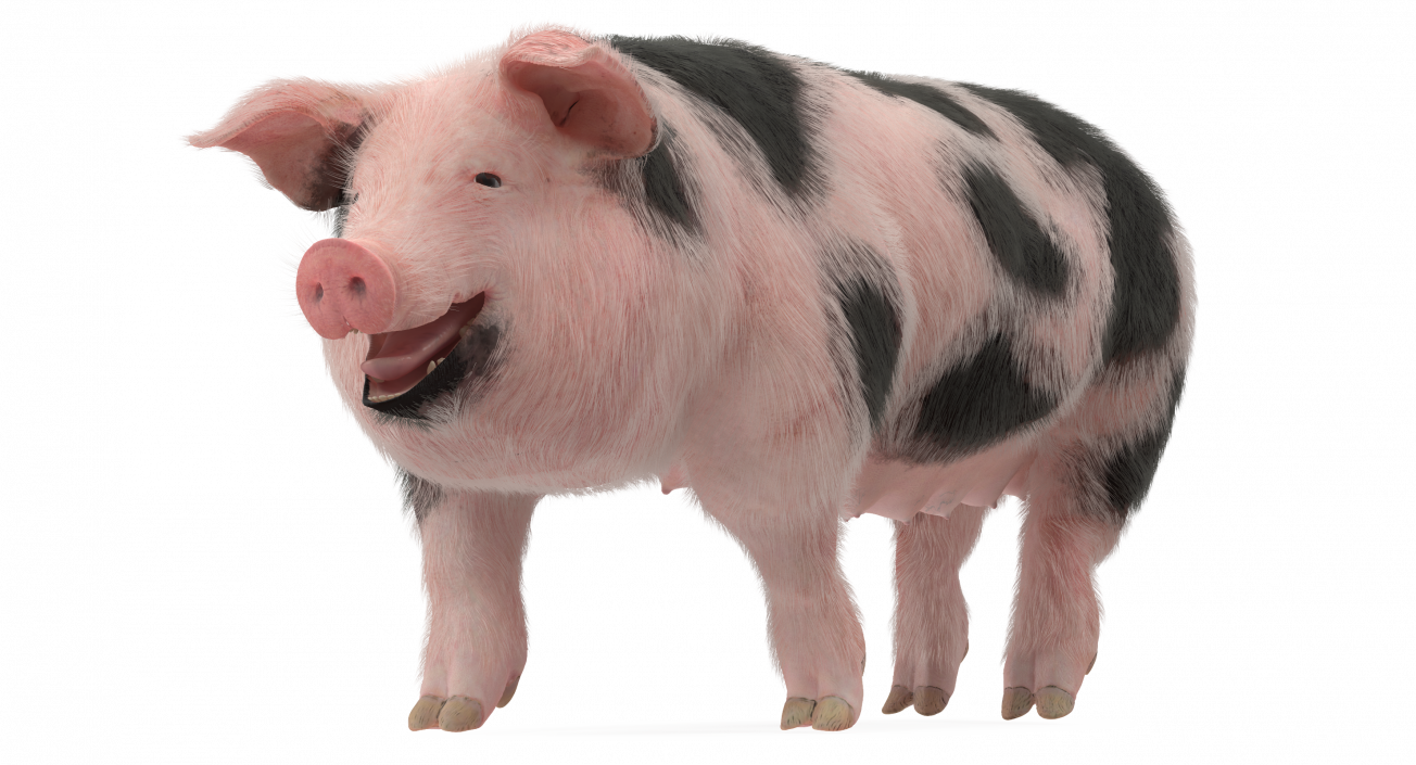 3D Pig Sow Peitrain Walking Pose with Fur model