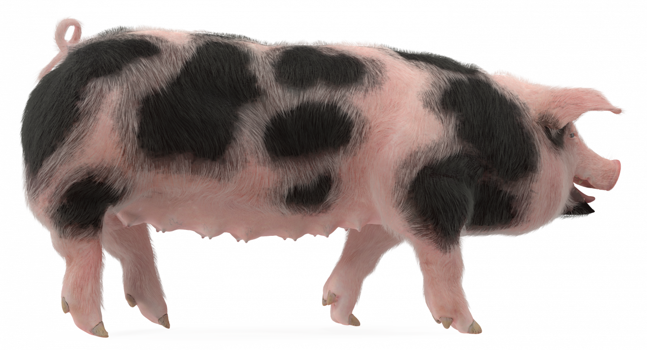 3D Pig Sow Peitrain Walking Pose with Fur model