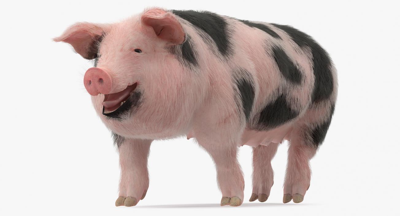 3D Pig Sow Peitrain Walking Pose with Fur model