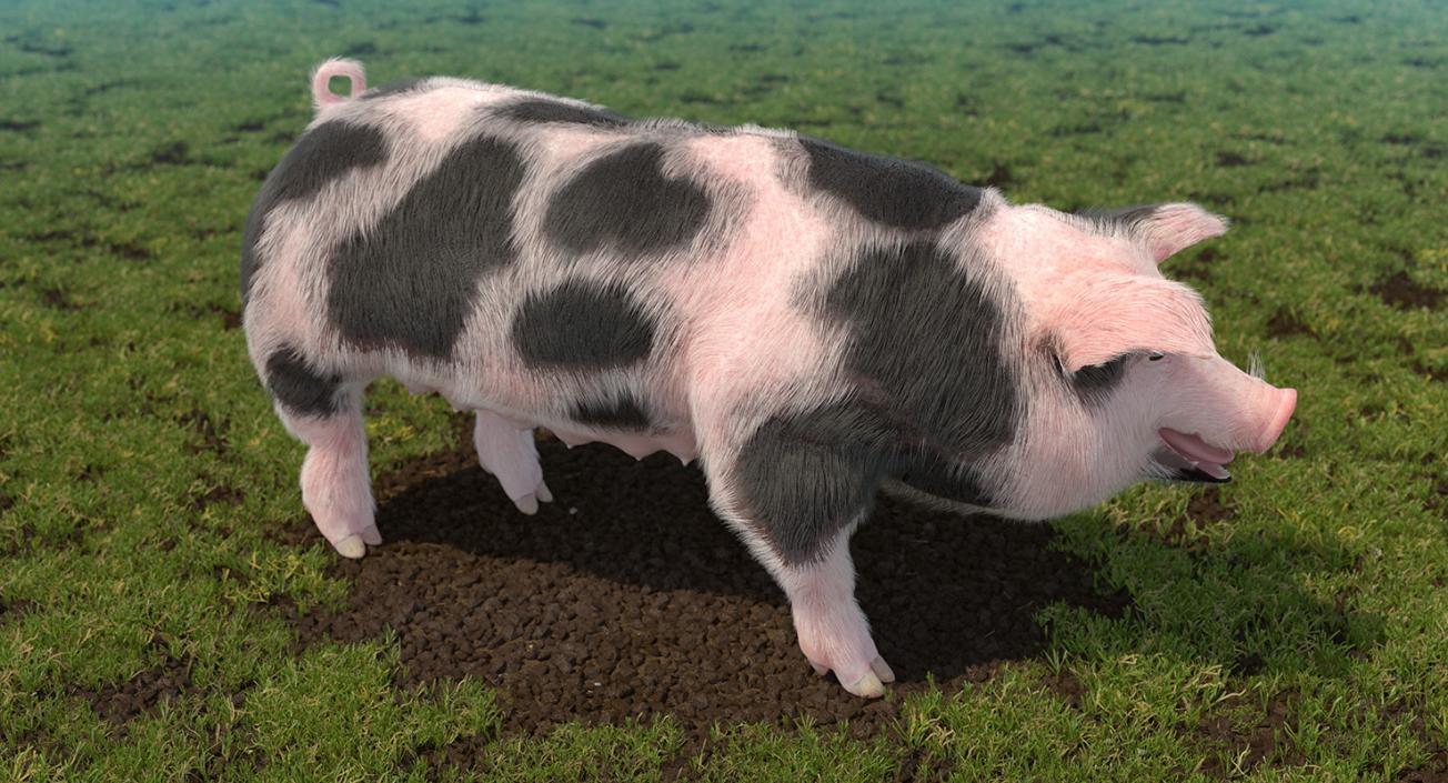 3D Pig Sow Peitrain Walking Pose with Fur model