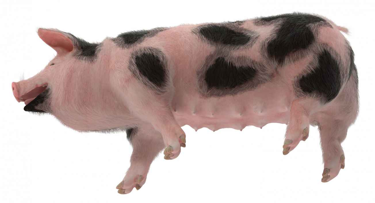 3D Pig Sow Peitrain Walking Pose with Fur model