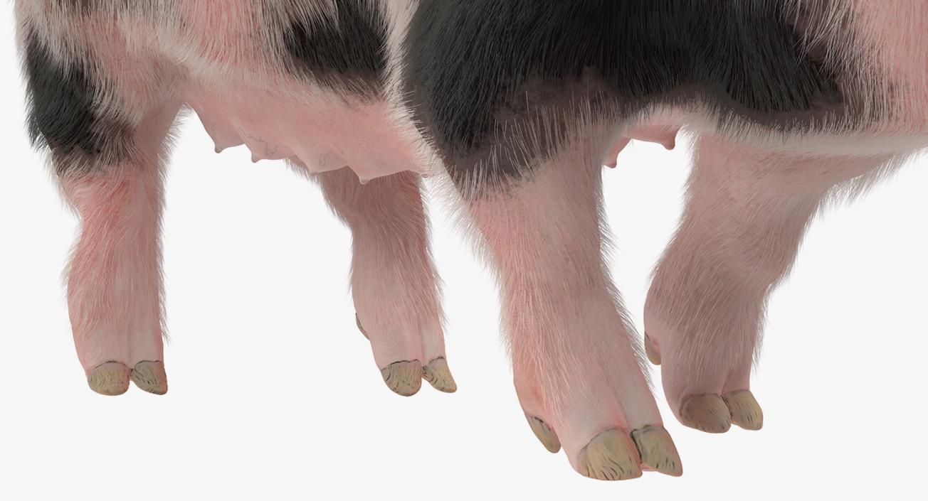 3D Pig Sow Peitrain Walking Pose with Fur model