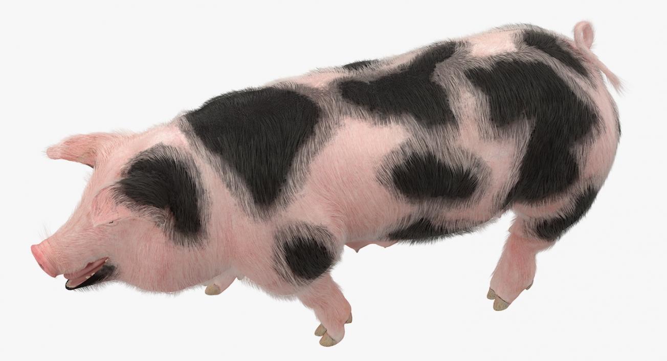 3D Pig Sow Peitrain Walking Pose with Fur model