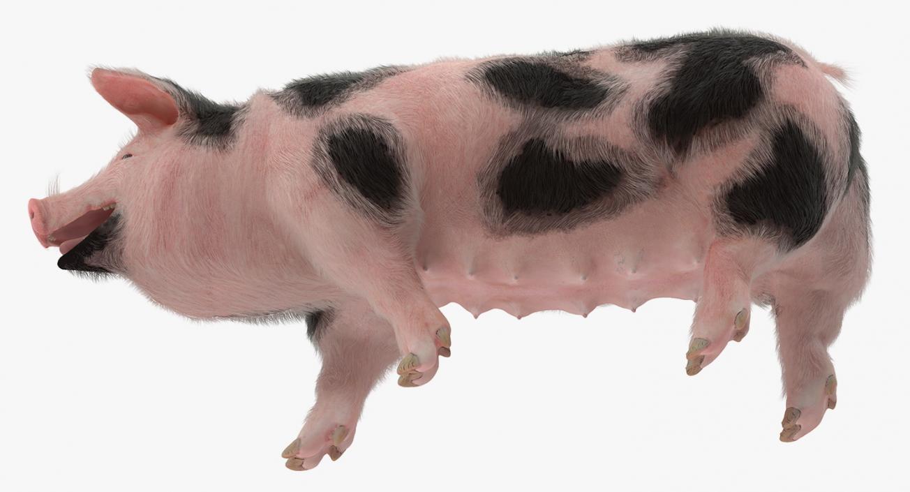 3D Pig Sow Peitrain Walking Pose with Fur model