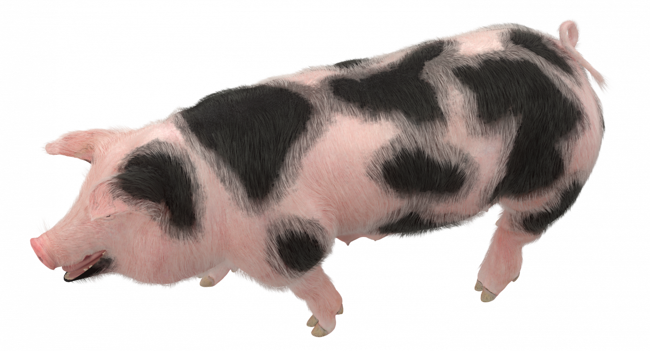 3D Pig Sow Peitrain Walking Pose with Fur model