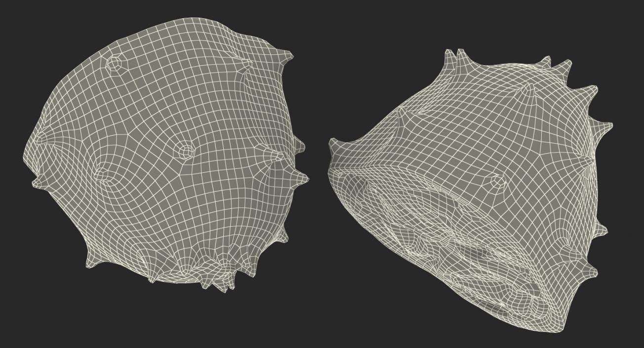 3D Cross Section Fruits 3D Models Collection 5 model