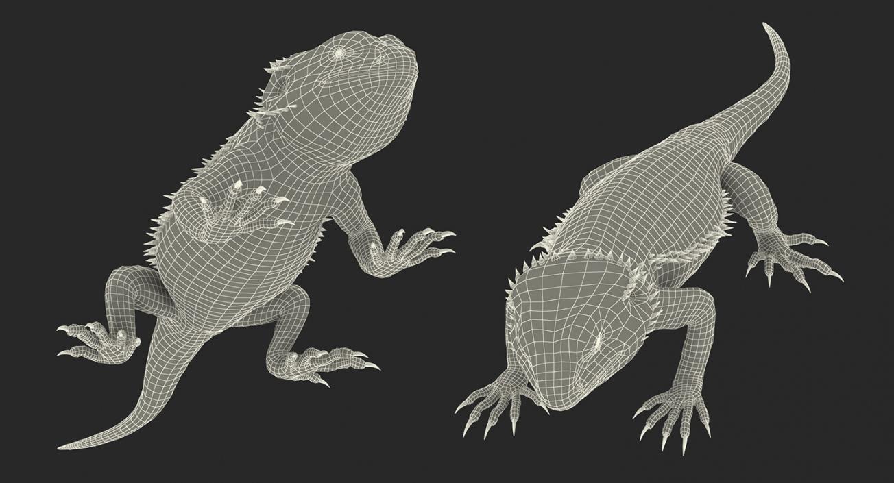 Rigged Lizards Collection 2 3D