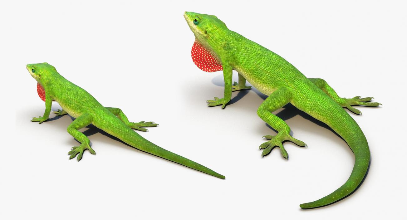 Rigged Lizards Collection 2 3D