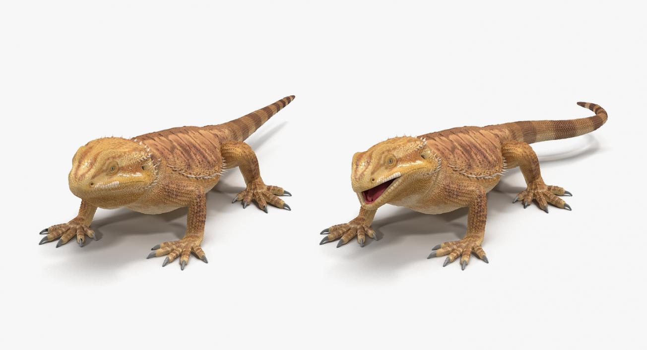 Rigged Lizards Collection 2 3D