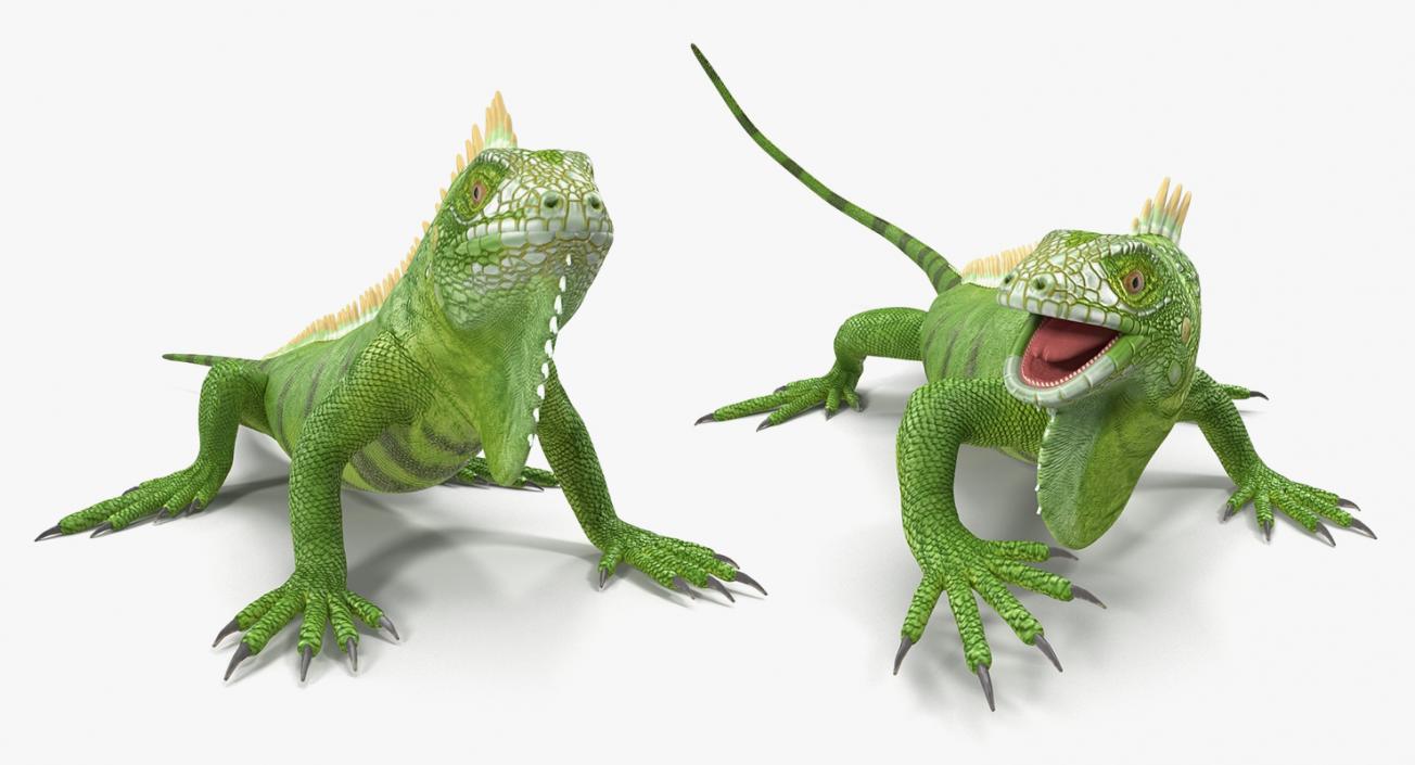 Rigged Lizards Collection 2 3D