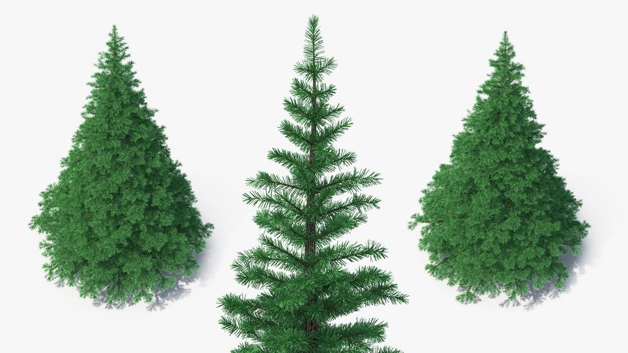 3D Woodland Pine model