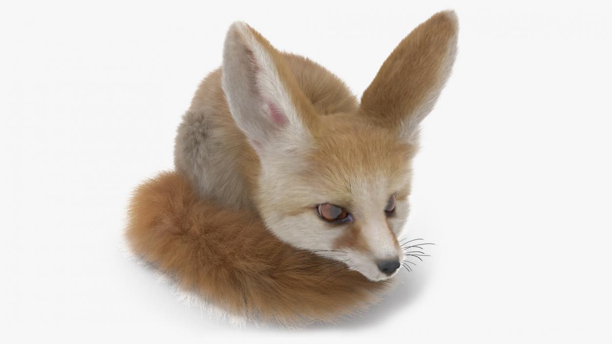 Smallest Fox Species Fennec Lying Pose Fur 3D