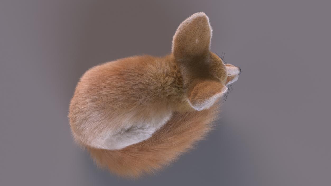 Smallest Fox Species Fennec Lying Pose Fur 3D