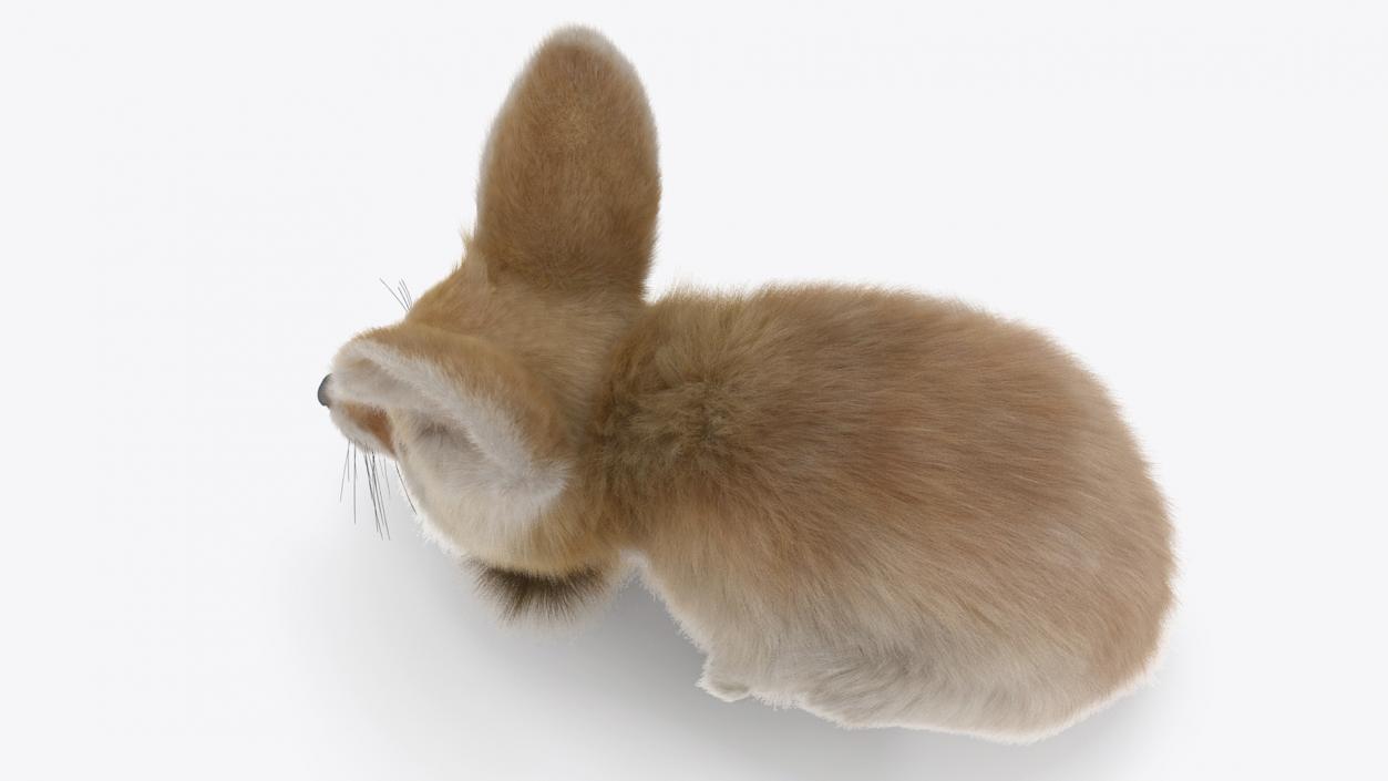 Smallest Fox Species Fennec Lying Pose Fur 3D