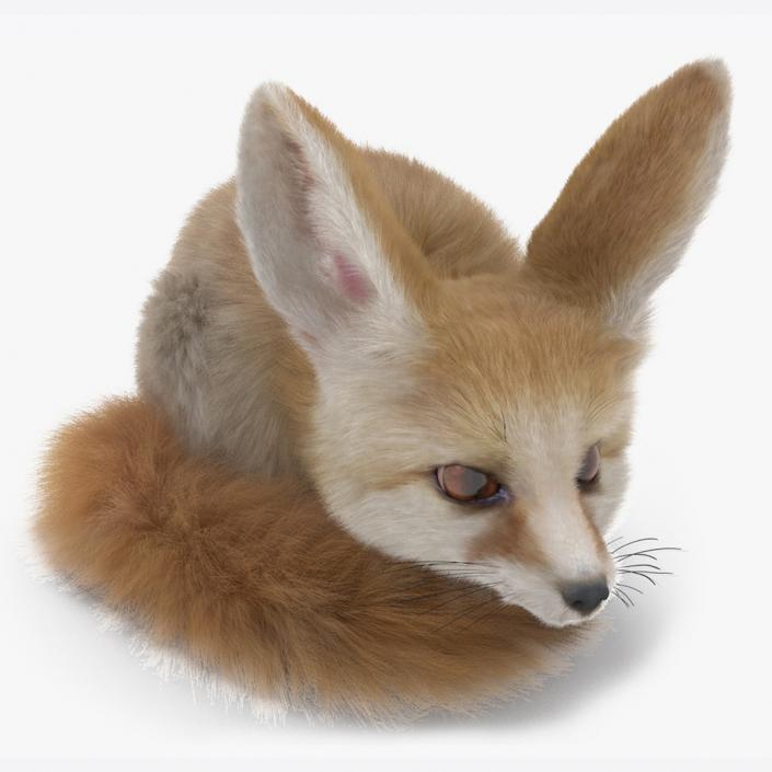 Smallest Fox Species Fennec Lying Pose Fur 3D