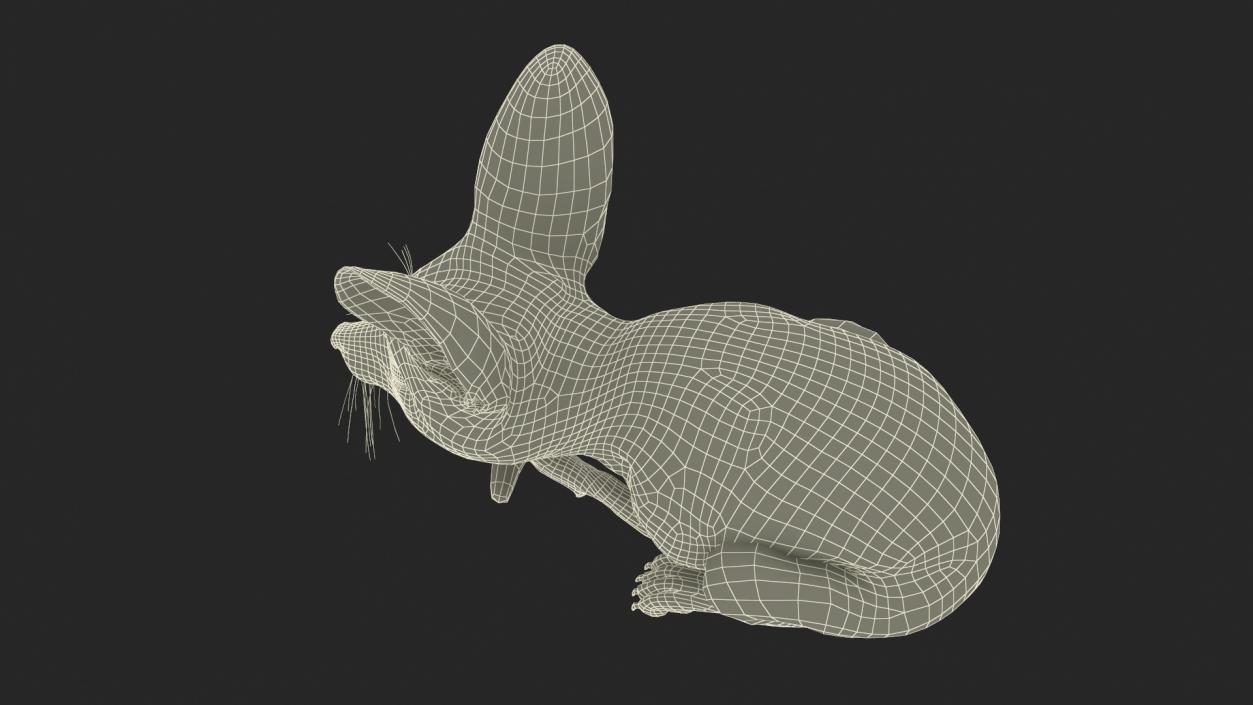 Smallest Fox Species Fennec Lying Pose Fur 3D