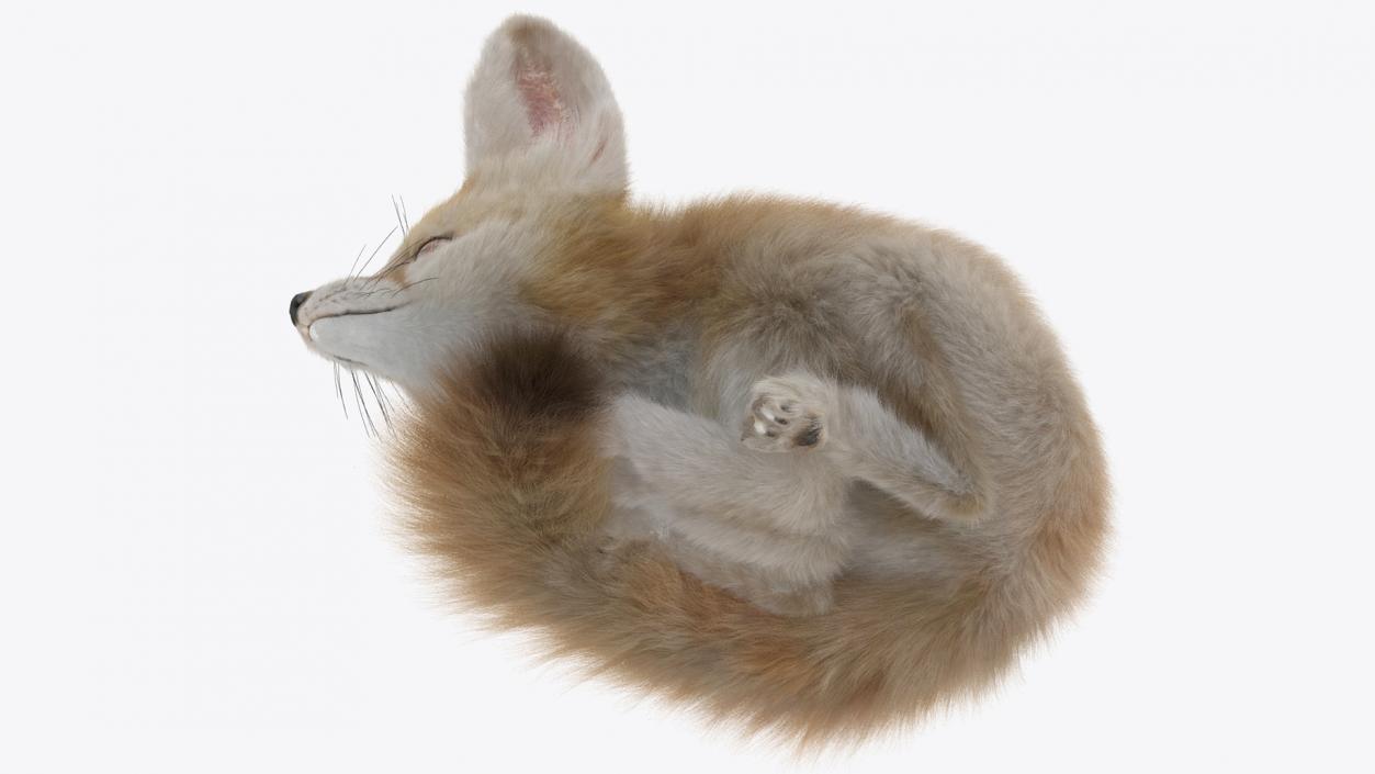 Smallest Fox Species Fennec Lying Pose Fur 3D