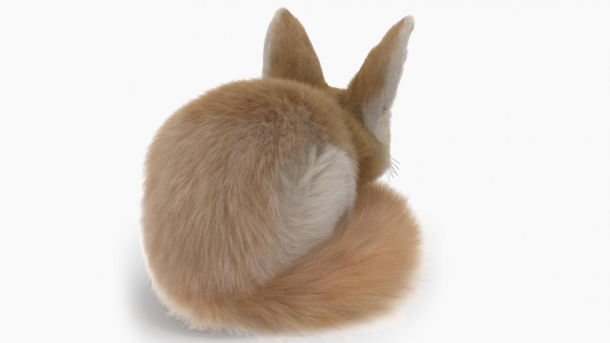 Smallest Fox Species Fennec Lying Pose Fur 3D