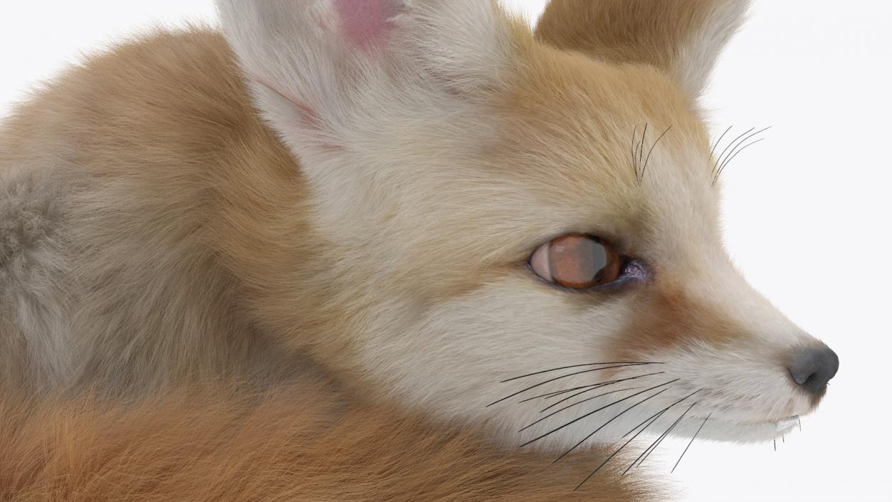 Smallest Fox Species Fennec Lying Pose Fur 3D