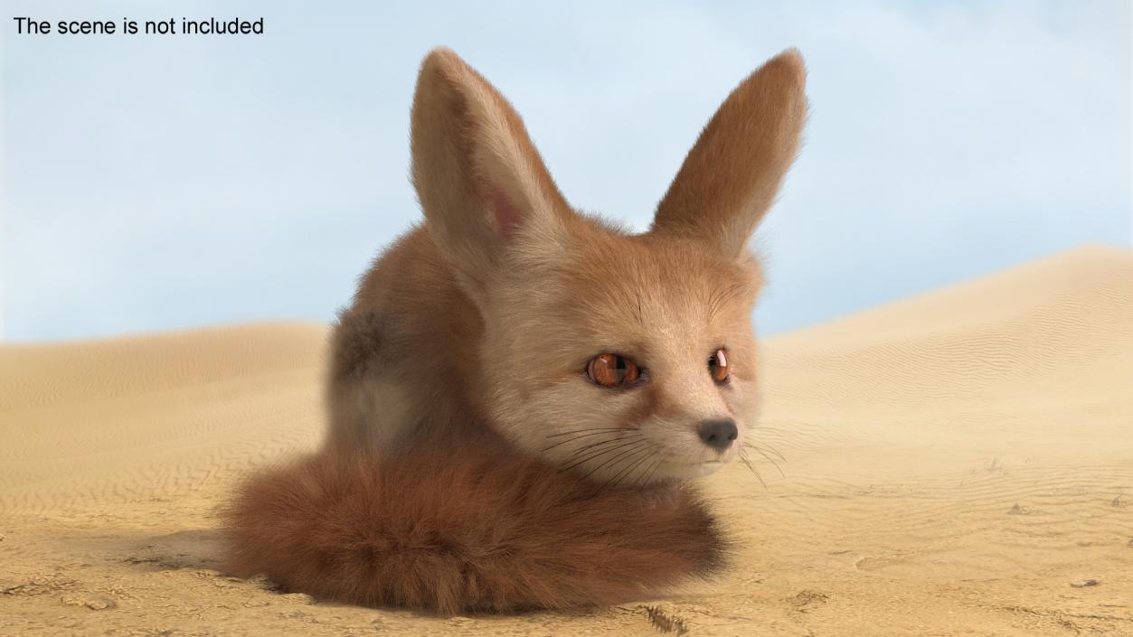 Smallest Fox Species Fennec Lying Pose Fur 3D