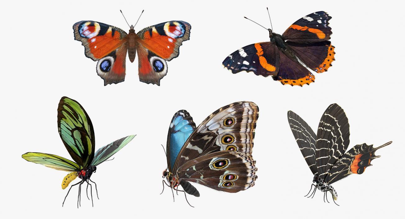 Butterflies Rigged 3D Models Collection 3D model