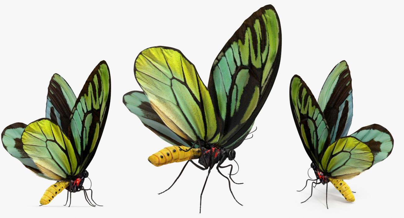 Butterflies Rigged 3D Models Collection 3D model