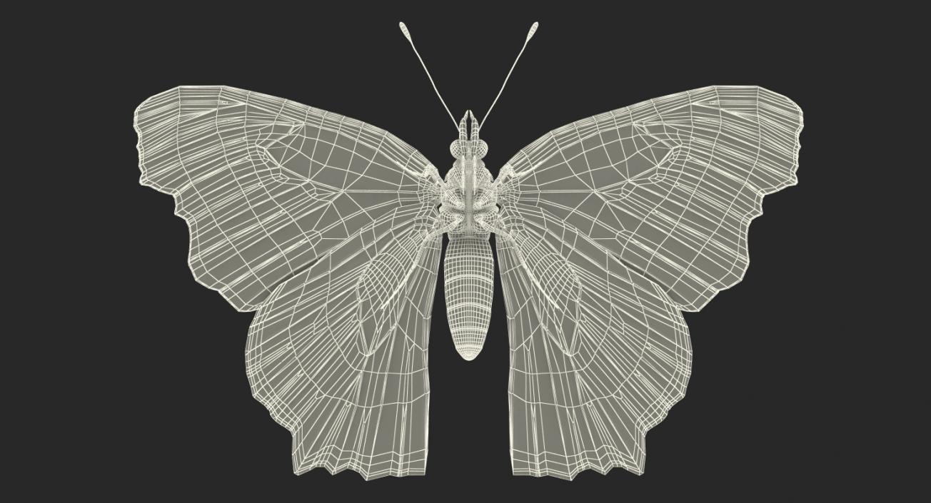 Butterflies Rigged 3D Models Collection 3D model