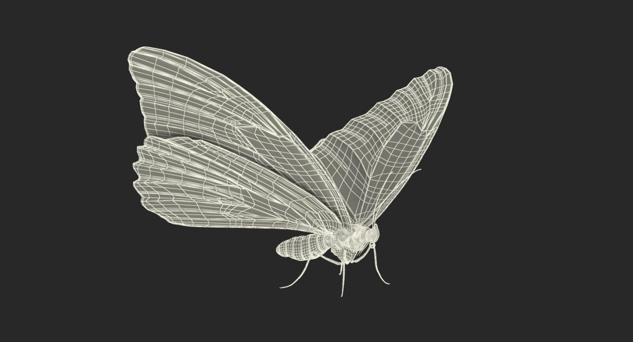 Butterflies Rigged 3D Models Collection 3D model