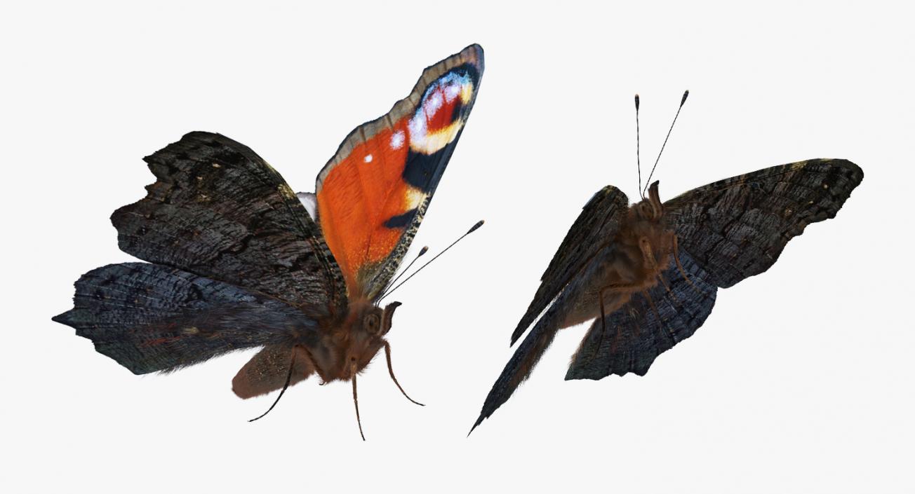 Butterflies Rigged 3D Models Collection 3D model