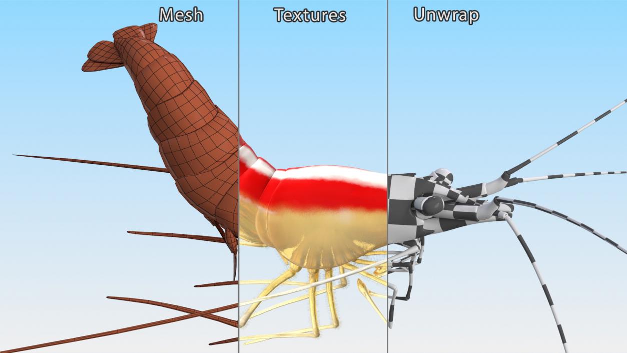 3D Pacific Cleaner Shrimp Fur