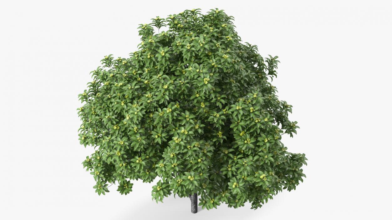 3D Anise Tree with Green Fruits model