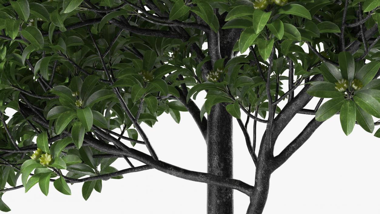 3D Anise Tree with Green Fruits model