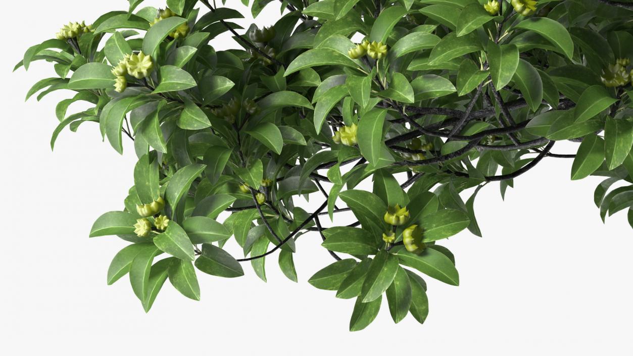 3D Anise Tree with Green Fruits model