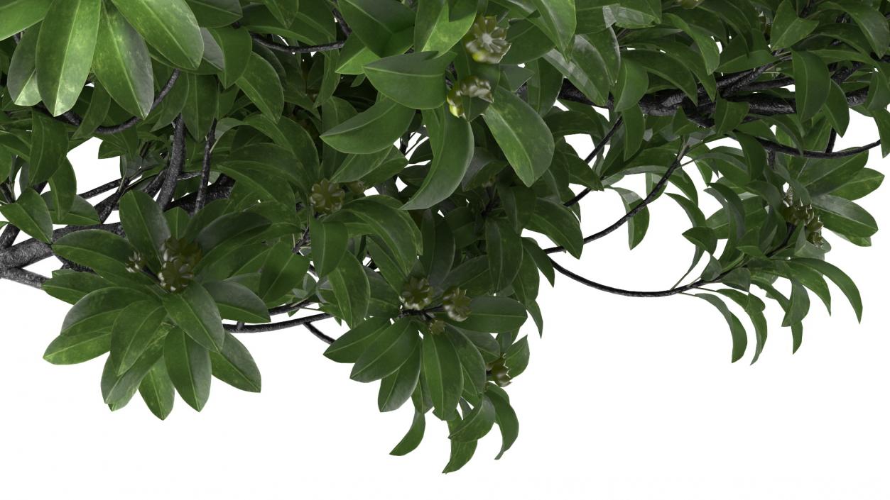 3D Anise Tree with Green Fruits model