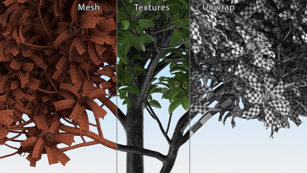 3D Anise Tree with Green Fruits model