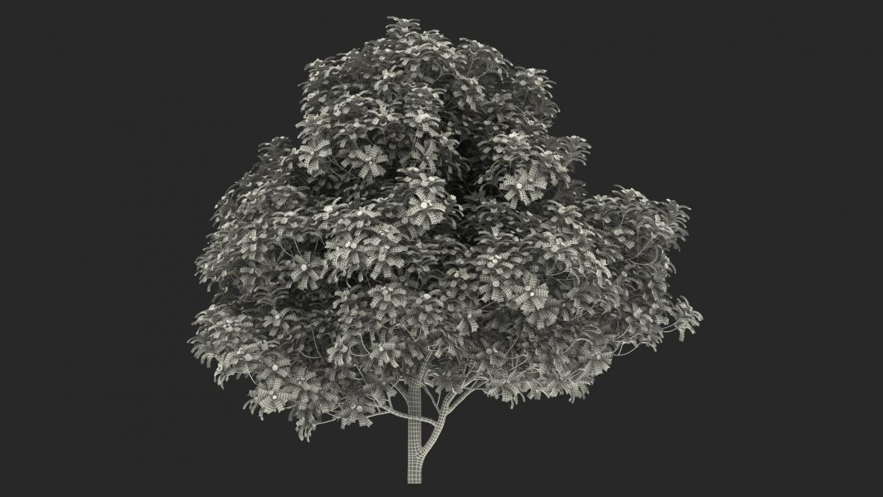 3D Anise Tree with Green Fruits model