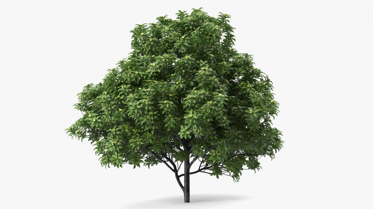 3D Anise Tree with Green Fruits model