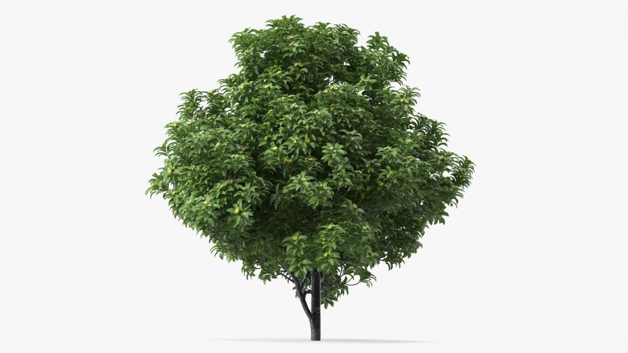 3D Anise Tree with Green Fruits model