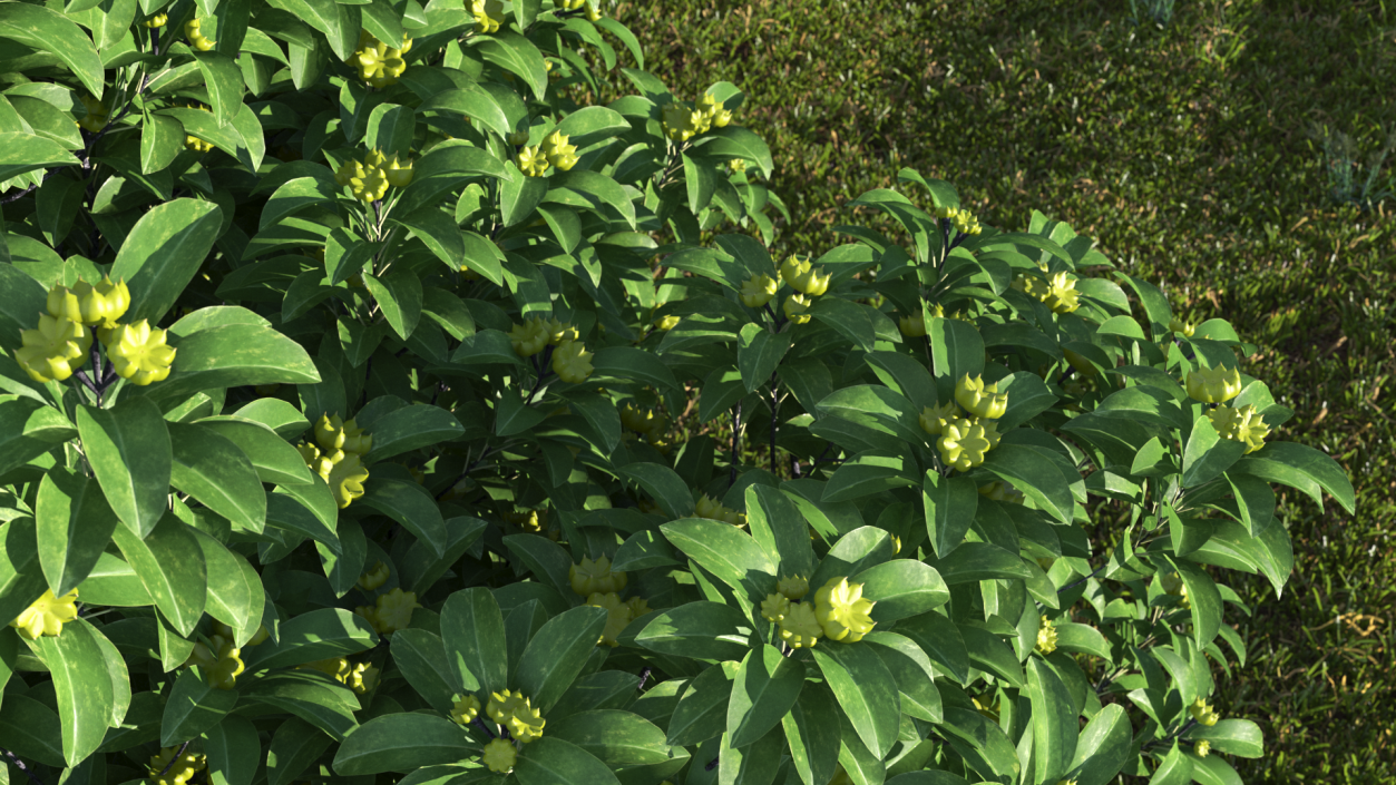 3D Anise Tree with Green Fruits model