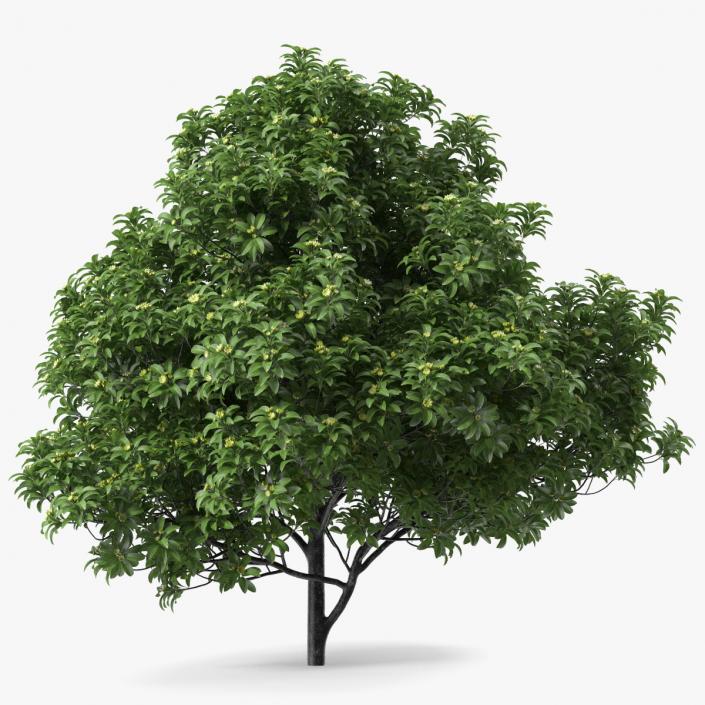 3D Anise Tree with Green Fruits model