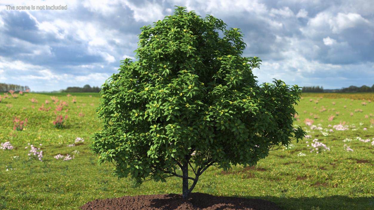 3D Anise Tree with Green Fruits model